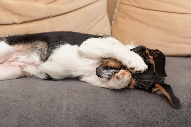 Schattige maar verdrietige en eenzame hond die op de bank ligt