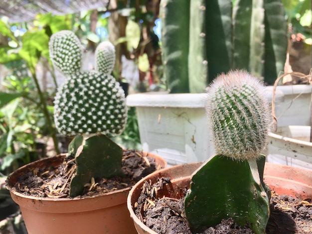 schattige minicactus in een pot