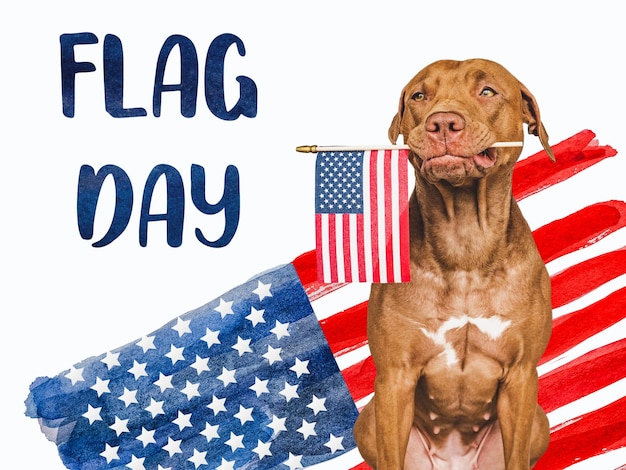 Schattige mooie bruine puppy en Amerikaanse vlag