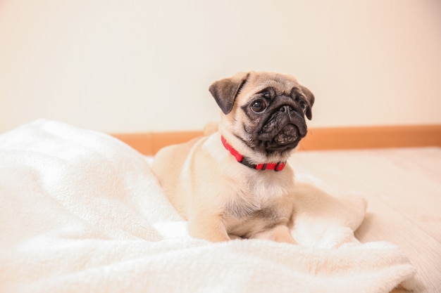 Schattige Mops pup op plaid in lichte kamer