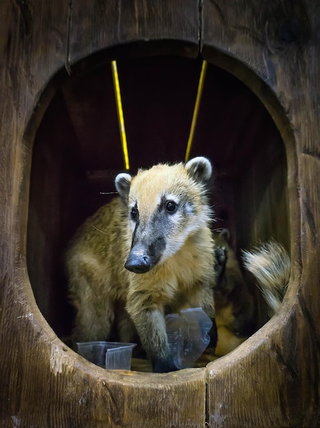 Foto schattige neusbeer een wild dier dat lijkt op een wasbeer een paar schattige dieren de neusbeer zit in de holte van een boom