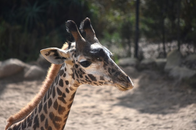 Schattige Nubische giraf met een schattig gezicht