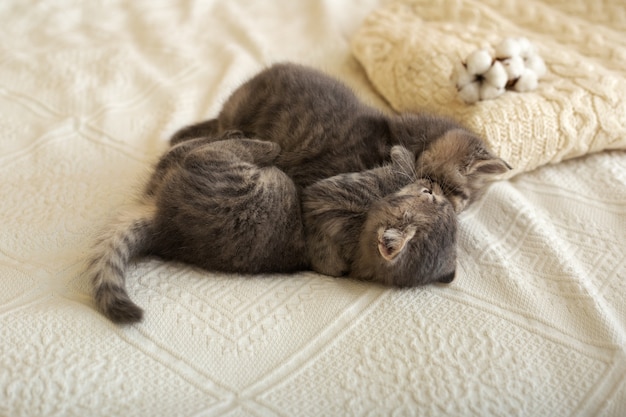 Schattige paar kittens verliefd slapen knuffelen zoenen spelen op witte bed plaid