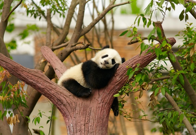 schattige panda