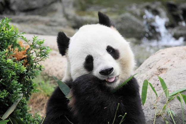 schattige panda