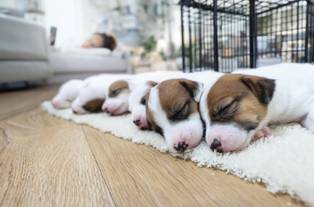 Foto schattige pasgeboren puppy hond die op tapijt slaapt klaar voor pleegkinderen om ze naar huis te nemen in een hondenkwekerij die nu online wordt verkocht