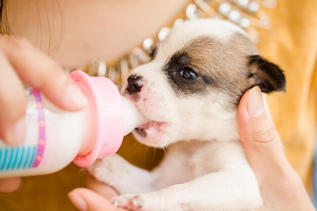 schattige pasgeboren puppy in de hand close-up