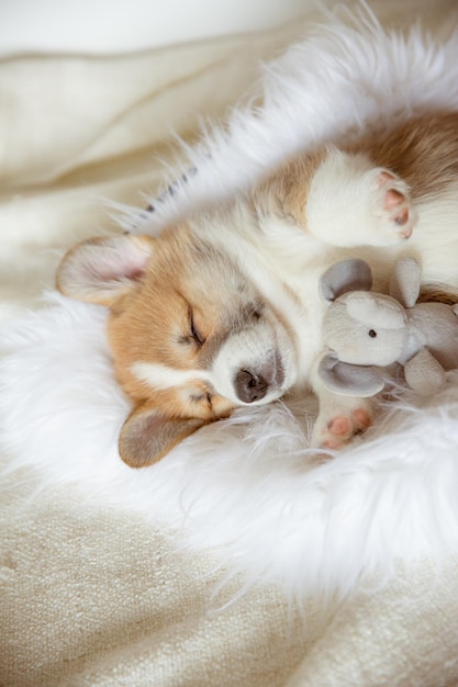 Schattige Pembroke Welsh Corgi-puppy die op een bontdeken op zijn rug ligt te slapen met speelgoed