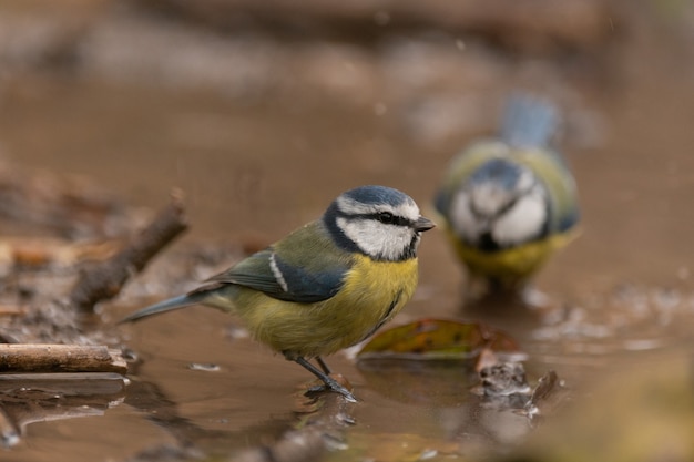 Schattige pimpelmeesvogel die in het vogelbad zwemt, laat het water sproeien.