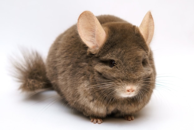 Schattige pluizige bruine chinchilla op een witte achtergrond huisdier knaagdier dier