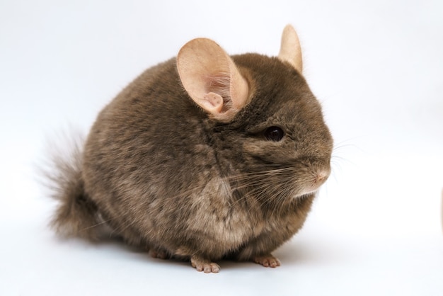 Schattige pluizige bruine chinchilla op wit