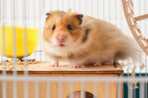 Schattige pluizige driekleurige langharige Syrische hamster in een kooi