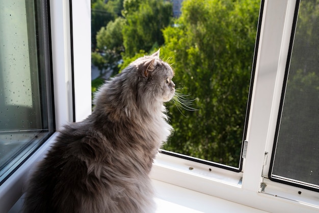 Schattige pluizige grijze kat zittend op de vensterbank en wachten op iets. Een harige dier kijkt uit het raam. Concept-verwachting, verlangen naar vrijheid