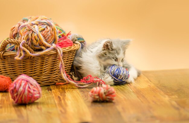 Schattige pluizige kat speelt met bal van breien