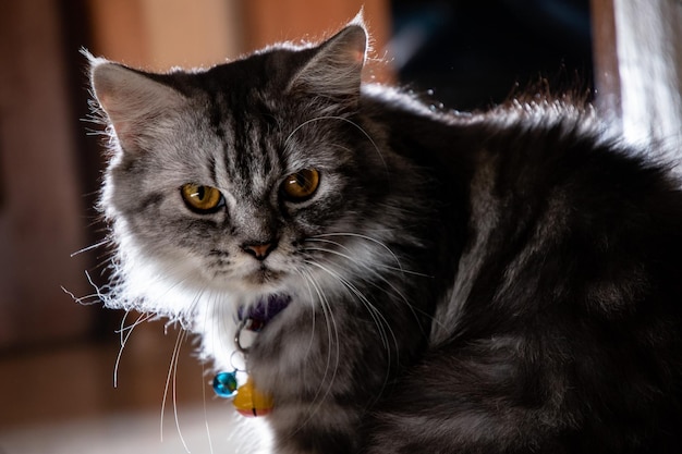 Schattige pluizige kat van dichtbij