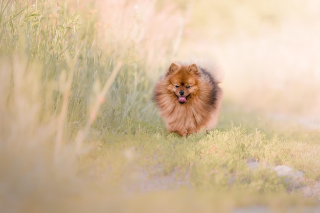 Schattige pluizige Pommeren hond buiten