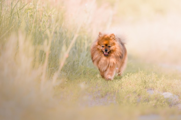 Schattige pluizige Pommeren hond buiten