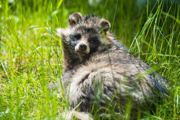 Schattige pluizige wasbeerhond zittend in het groene gras