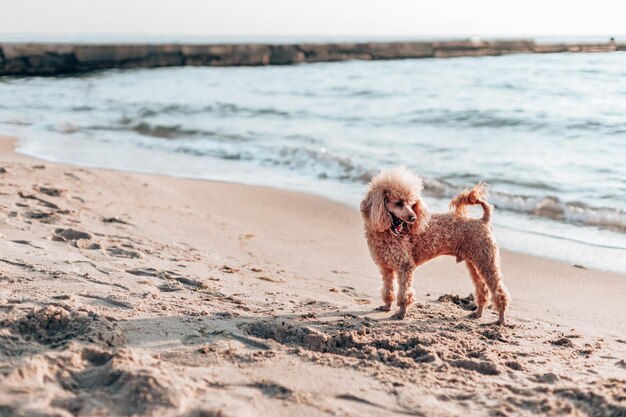 Schattige poedel zit op het strand aan zee op een zonnige dag kijkt naar de horizon