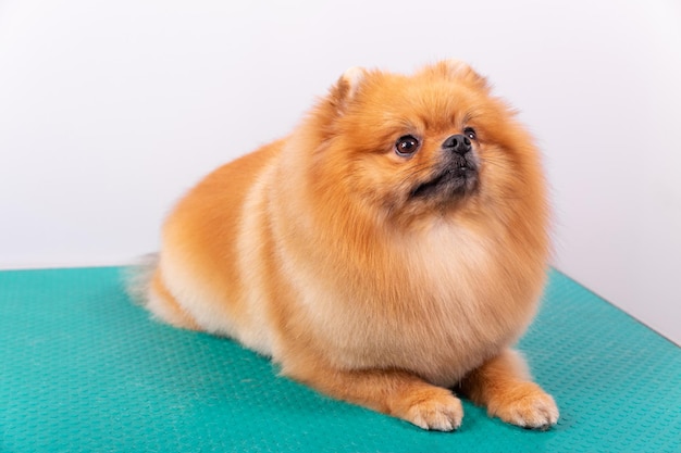 Schattige Pommeren hond glimlachen terwijl het opzoeken van speelse huisdier Happy Days Joy op een witte achtergrond pluizig wollen vacht gewassen verzorgd en gekamd