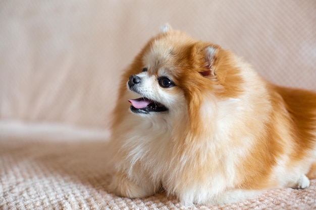 Schattige Pommeren hond ligt op het bed in de kamer Grappig klein pluizig huisdier