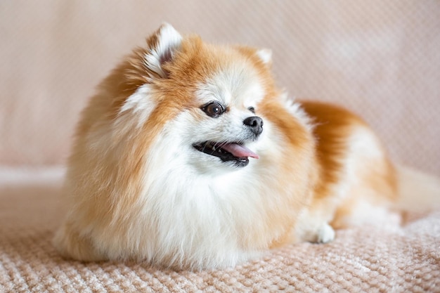 Schattige Pommeren hond ligt op het bed in de kamer Grappig klein pluizig huisdier