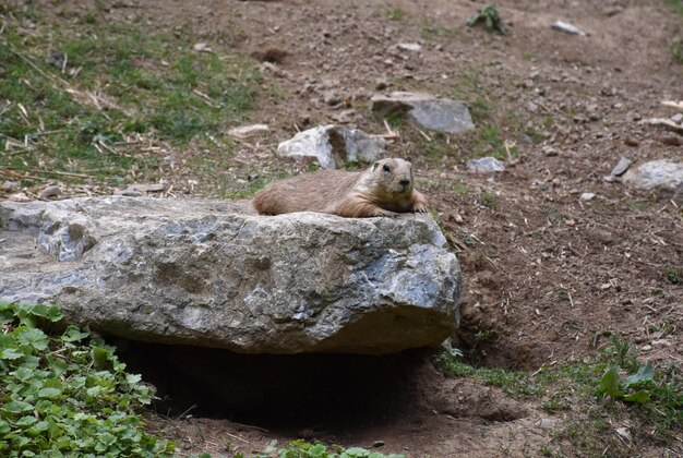 Schattige prairiehond languit op een grote platte rots.