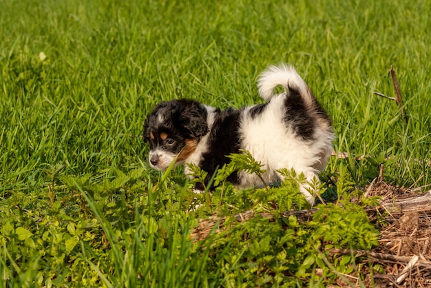 Schattige puppy die in het gras loopt