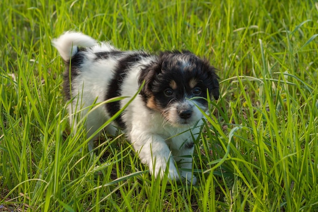 Schattige puppy die in het gras loopt