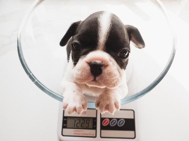 Schattige puppy en elektronische weegschalen Close-up binnenshuis