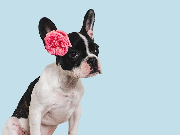 Schattige puppy en heldere bloem Close-up binnenshuis Studio opname Gefeliciteerd voor familie familieleden dierbaren vrienden en collega's Pet care concept