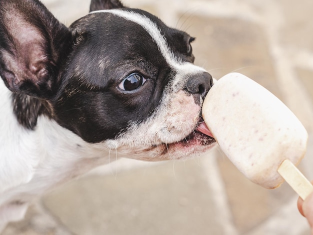 Schattige puppy heerlijk ijs eten Top uitzicht Heldere zonnige dag Close-up buitenshuis Daglicht Dierenverzorging en trainingsconcept