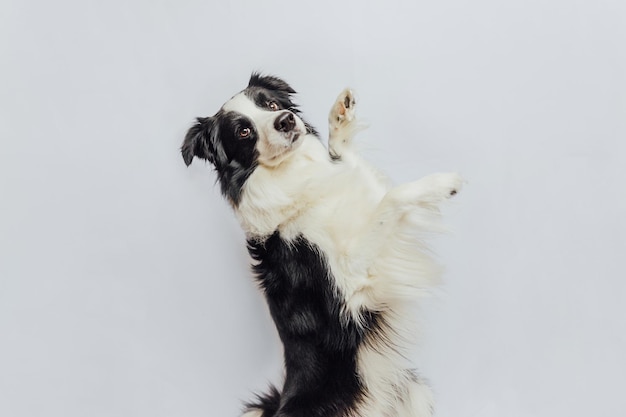 Schattige puppy hond border collie met grappige gezicht geïsoleerd op een witte achtergrond schattig huisdier hond gezelschapsdier li