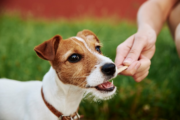 Schattige puppy hond spelen met houten stok