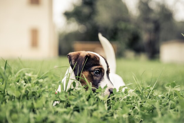 Foto schattige puppy hondje