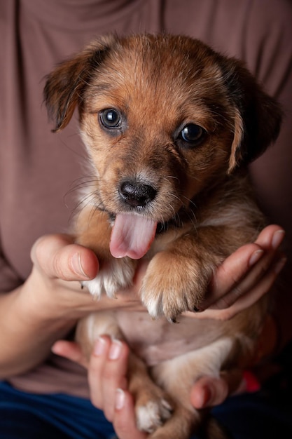 Schattige puppy in de armen