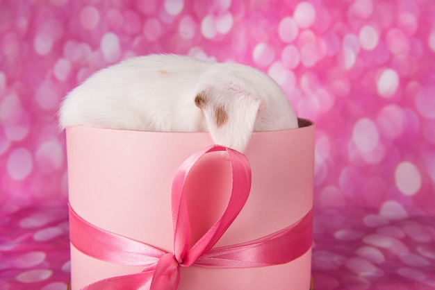 Schattige puppy in een roze geschenkdoos, gefeliciteerd met je verjaardag