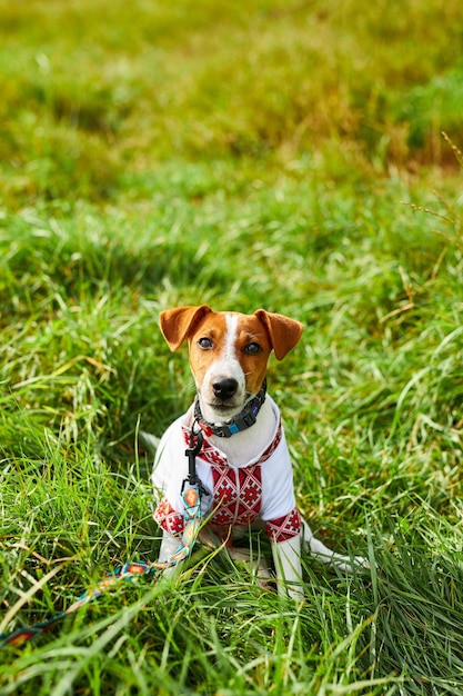 Schattige puppy Jack Russell-terriër een patriot van Oekraïne