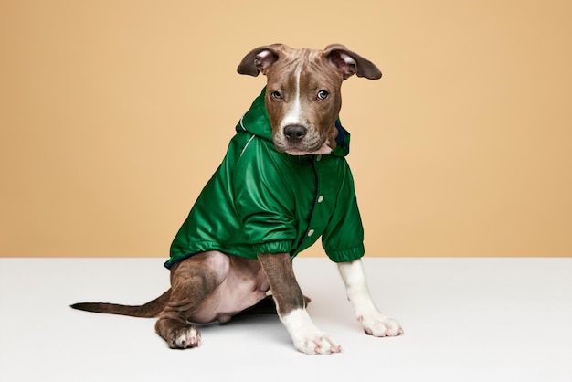 Schattige puppy leuke hond Amerikaanse Staffordshire terrier draagt honden kleding rustig zitten tegen