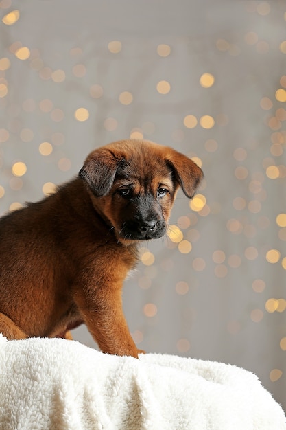 Schattige puppy op kerstverlichting achtergrond