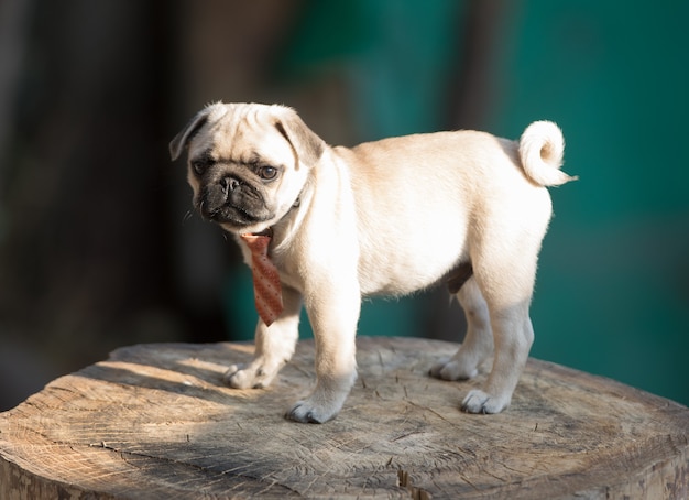 schattige puppy-pug hond die in de tuin speelt