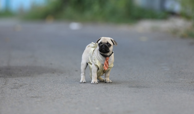 Schattige puppy-pug hond die in de tuin speelt