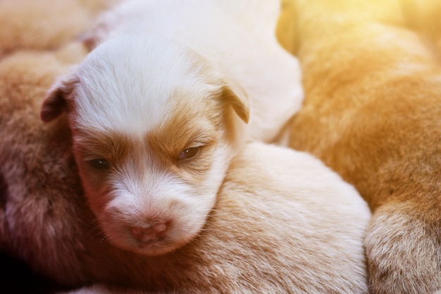 Schattige puppy's slapen op elkaar.