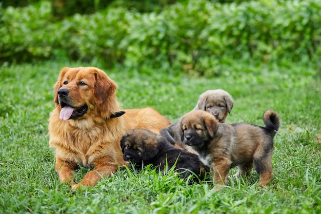 Schattige puppy's uit Newfoundland zuigen aan de borst met melk van zijn moeders