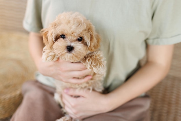 Schattige puppy's van het Maltipoo-ras rusten in de armen van een meisje op een prachtig huis