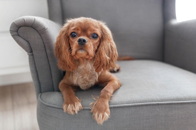 Schattige puppy van cavalier spaniel liggend op de leunstoel