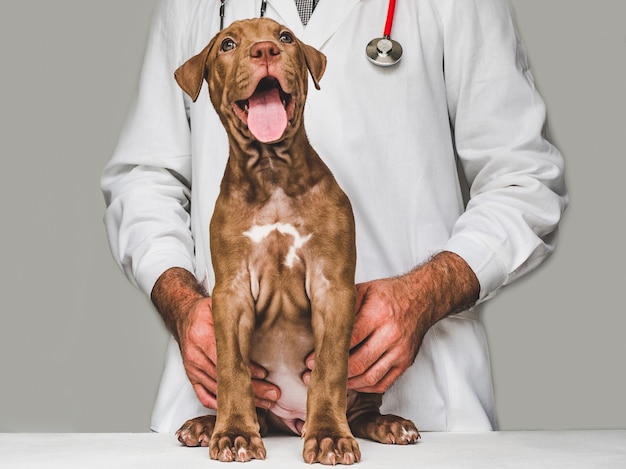 Schattige puppy van chocoladekleur bij de receptie bij de dierenarts.