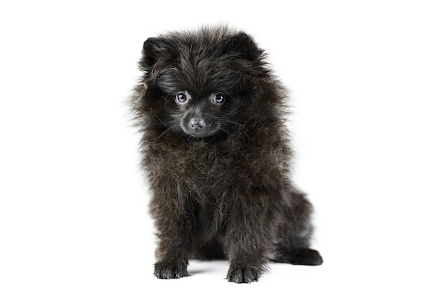 Schattige puppy van Pommeren Spitz