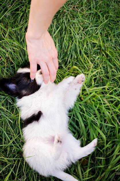 Schattige puppy van ras papillon op groen gras in de tuin