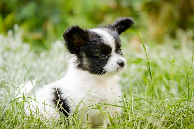 Schattige puppy van ras papillon op groen gras in de tuin